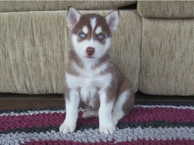 45EEBC2E00000578 5042121 Jax The Husky Loves His Owner Sam Cox And Is Overjoyed Whenever M 6 1509616297706