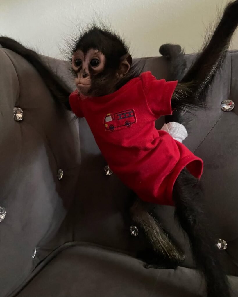 Spider Mac.14 Weeks.old Mac Male Spider Monkey 819x1024 1