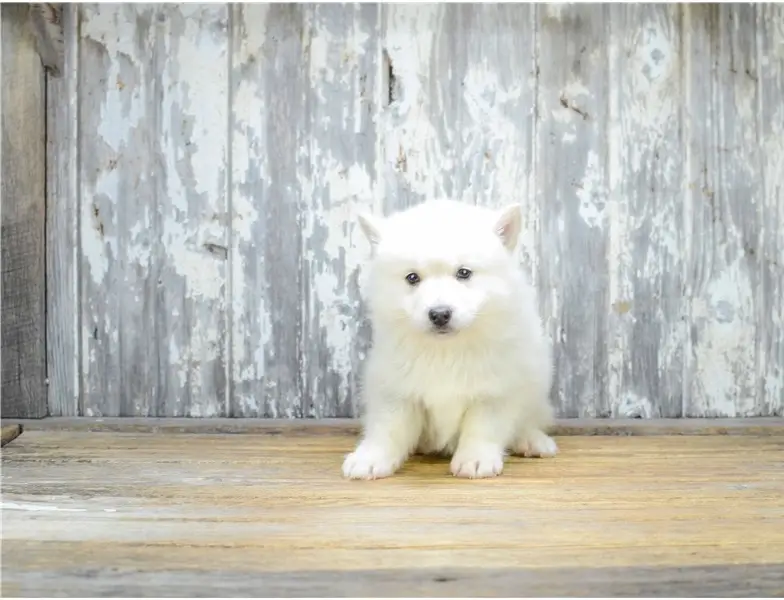 Pomsky Puppy Picture 276af336 A0b2 4f1d A3b2 518f01fcccad