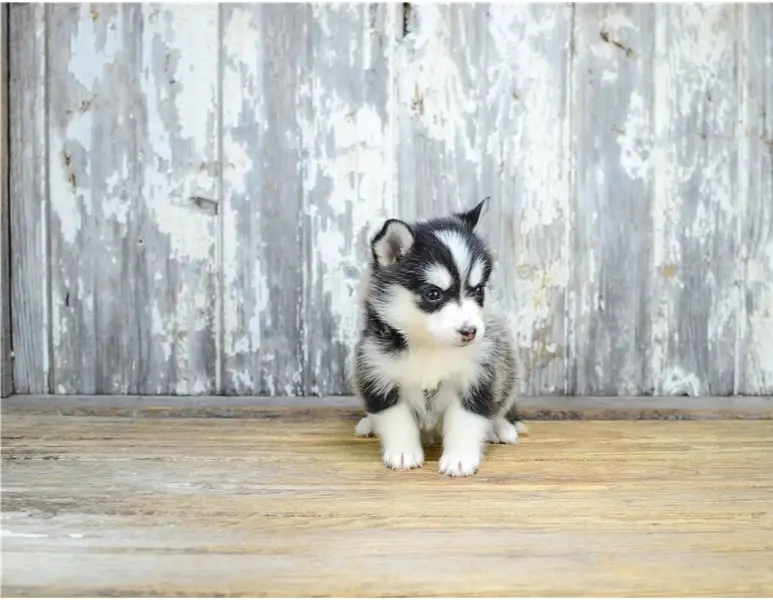 Pomsky Puppy Picture 6e6e7156 D2f1 4bb6 967c E350c0d176c6