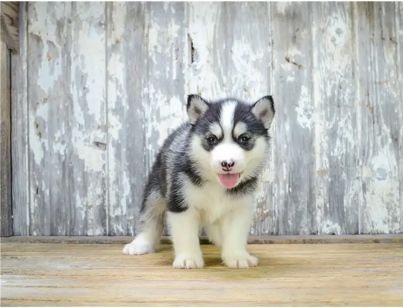 Pomsky Puppy Picture D2660df4 1596 463d 9cf0 B3f8e5d42097