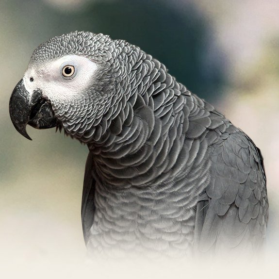 African Grey Congo