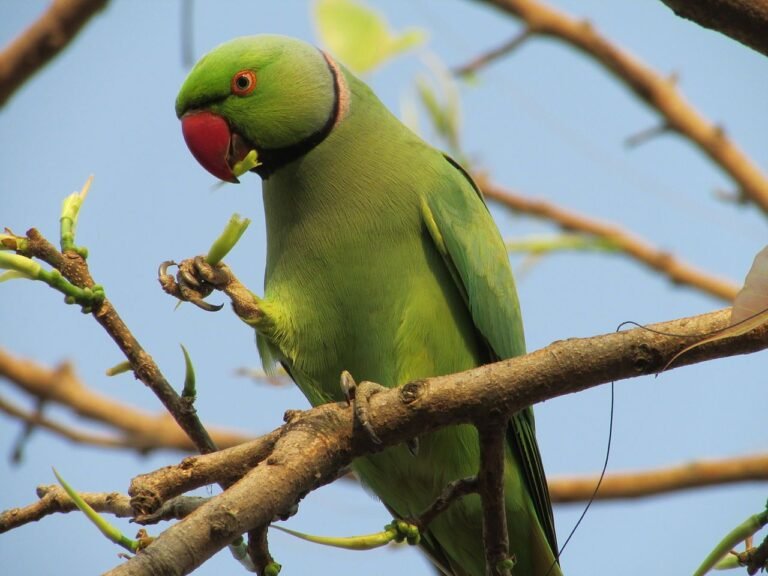 Alexandrine Parakeet 3 768x576 1