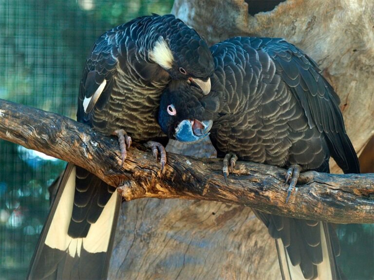 Baudins Black Cockatoo 3 768x576 1