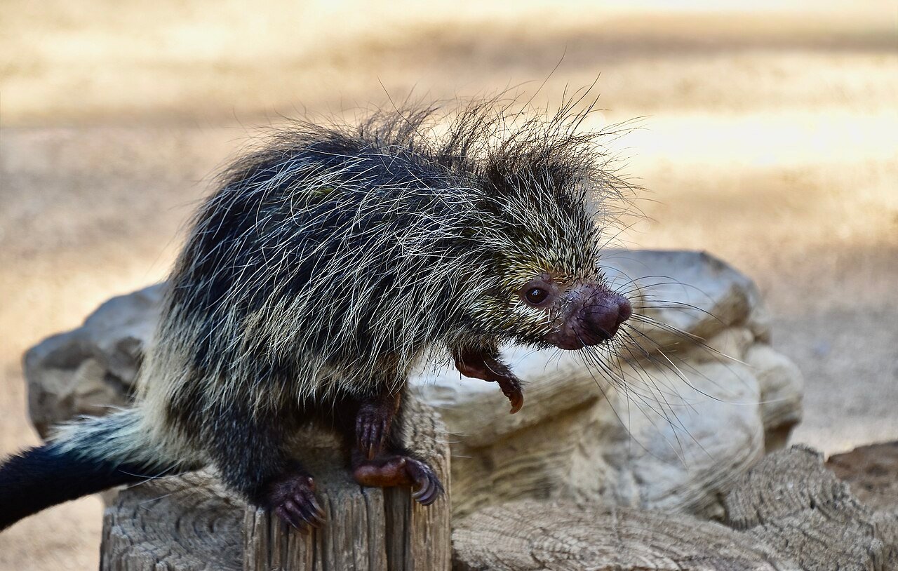 Black Tailed Hairy Dwarf Porcupine