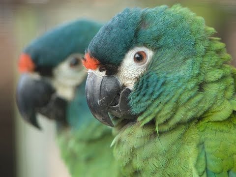 Blue Winged Macaw 3