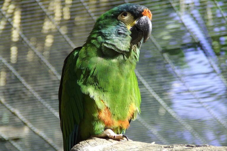 Blue Winged Macaw 768x512 1