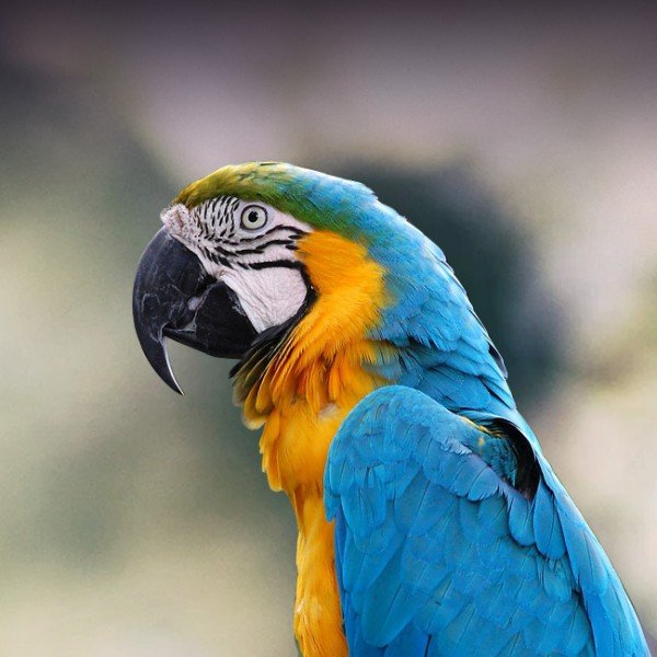 Blue And Gold Macaw 1