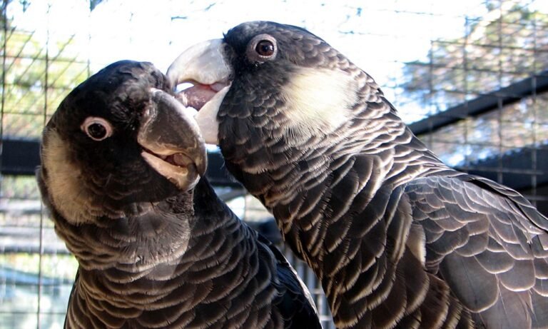 Carnabys Black Cockatoo 2 768x461 1