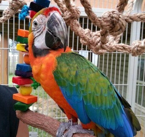 Catalina Macaw 3
