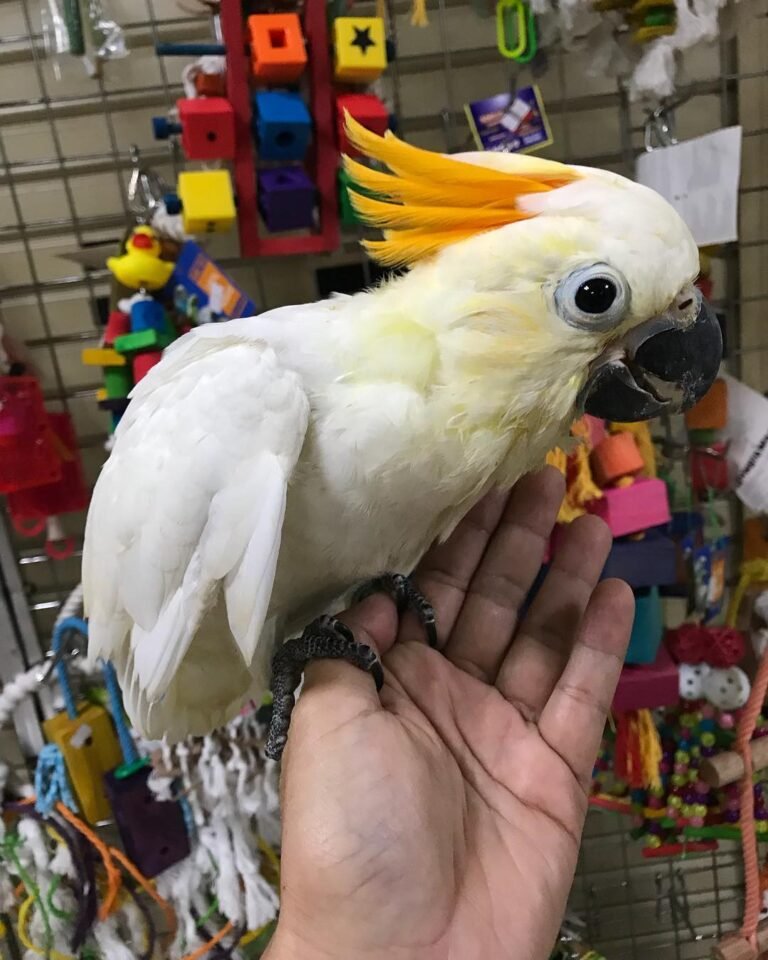 Citron Crested Cockatoo 5 768x960 1