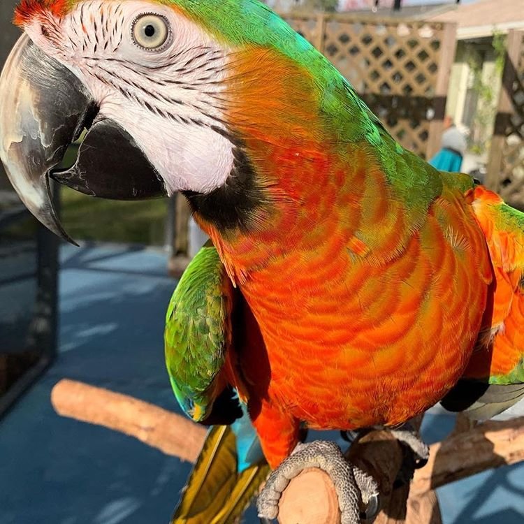 Harlequin Macaw 1