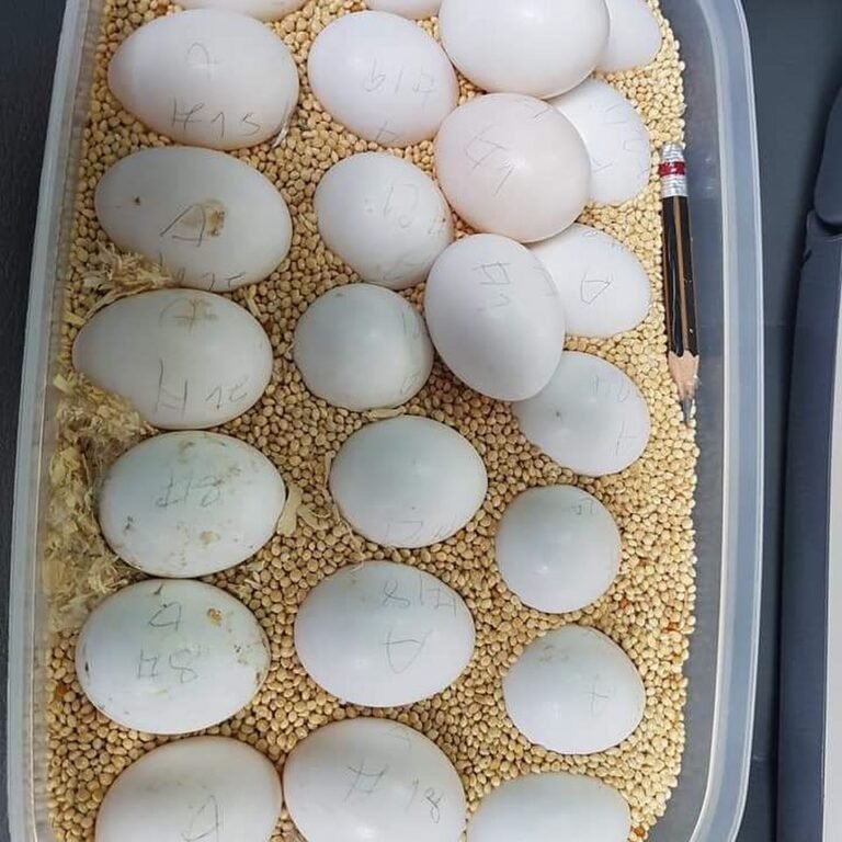 Macaw Parrot Eggs 768x768 1