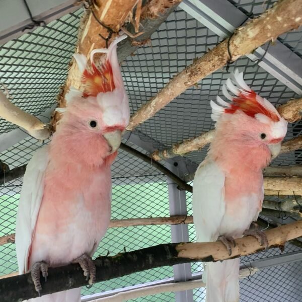 Major Mitchells Cockatoo 3