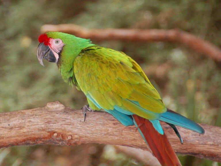 Military Macaw 1 768x576 1