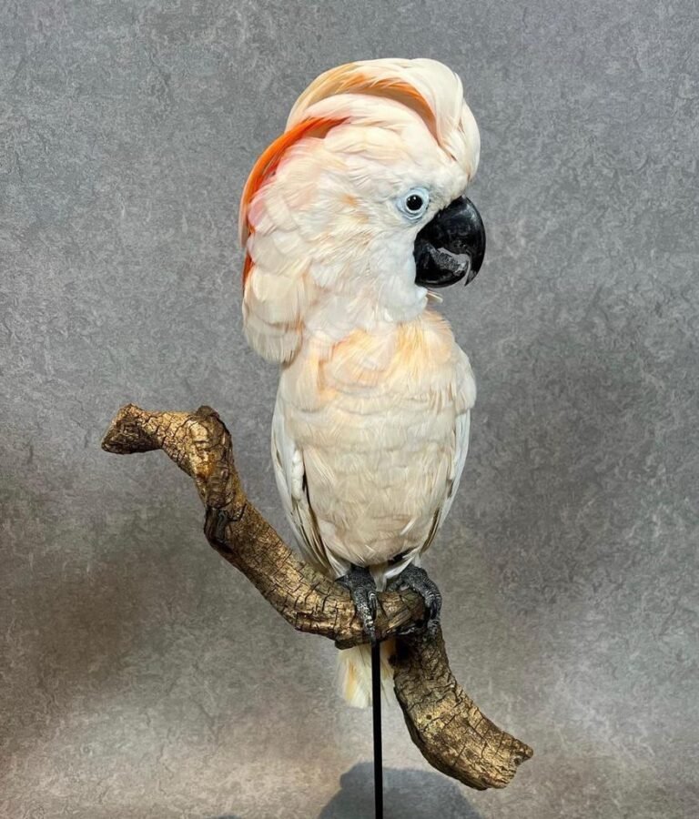 Moluccan Cockatoo 2 768x900 1