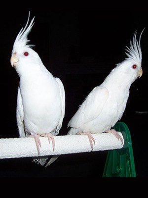 Omars Birds Albino Cockatiel 1
