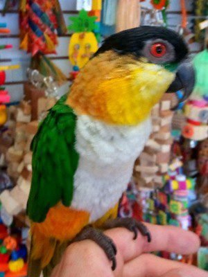 Omars Birds Black Headed Caique 1