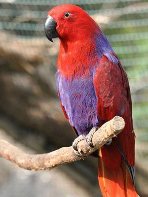 Omars Birds Grand Eclectus 1