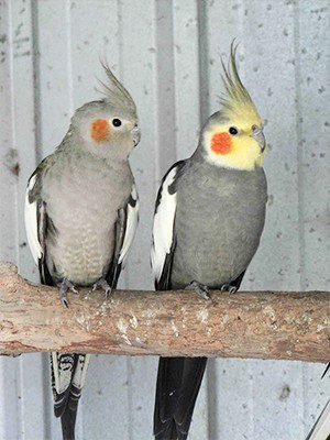 Omars Birds Gray Cockatiel 1