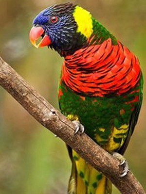 Omars Birds Green Nape Lory 1 1