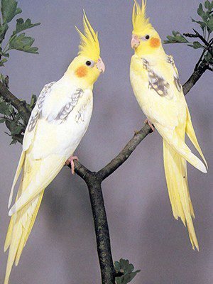 Omars Birds Pearl Pied Cockatiel 1