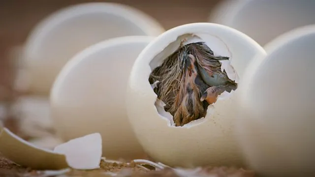 Ostrich Eggs For Sale