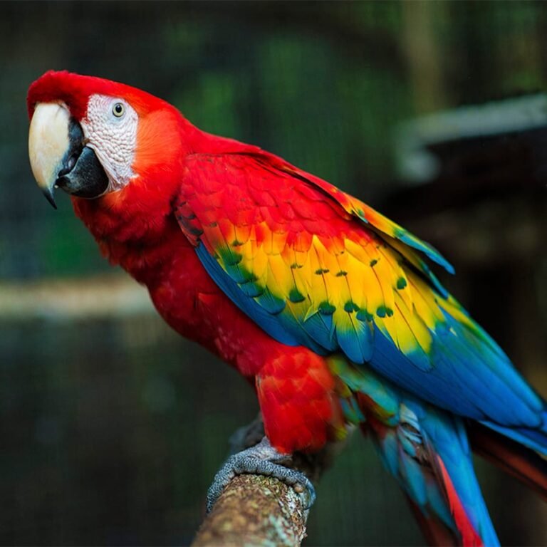 Scarlet Macaw 4 768x768 1