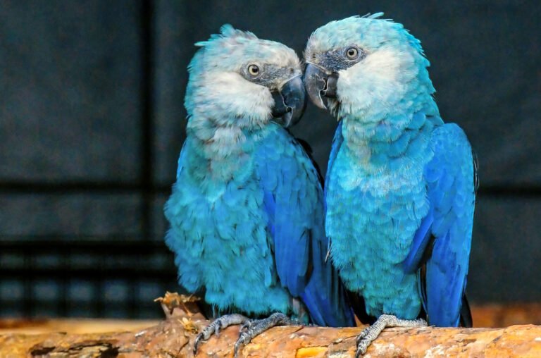 Spixs Macaw 4 768x508 1