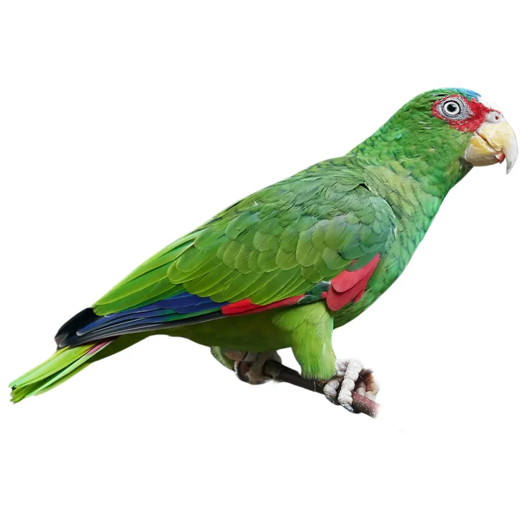 White Fronted Amazon 1024x1024