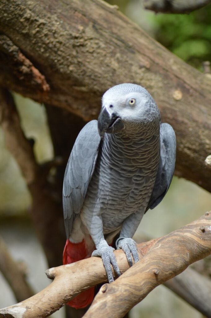 Grey Parrot 6390783 1920 768x1155 1 681x1024