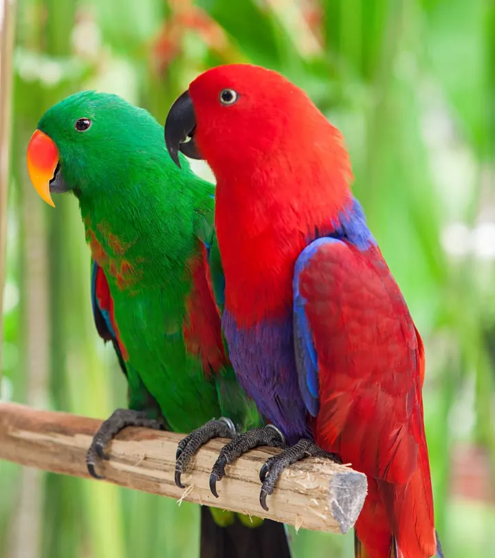 Solomon Island Parrot