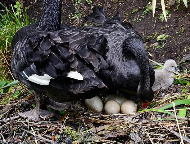 Swans Eggs For Sale